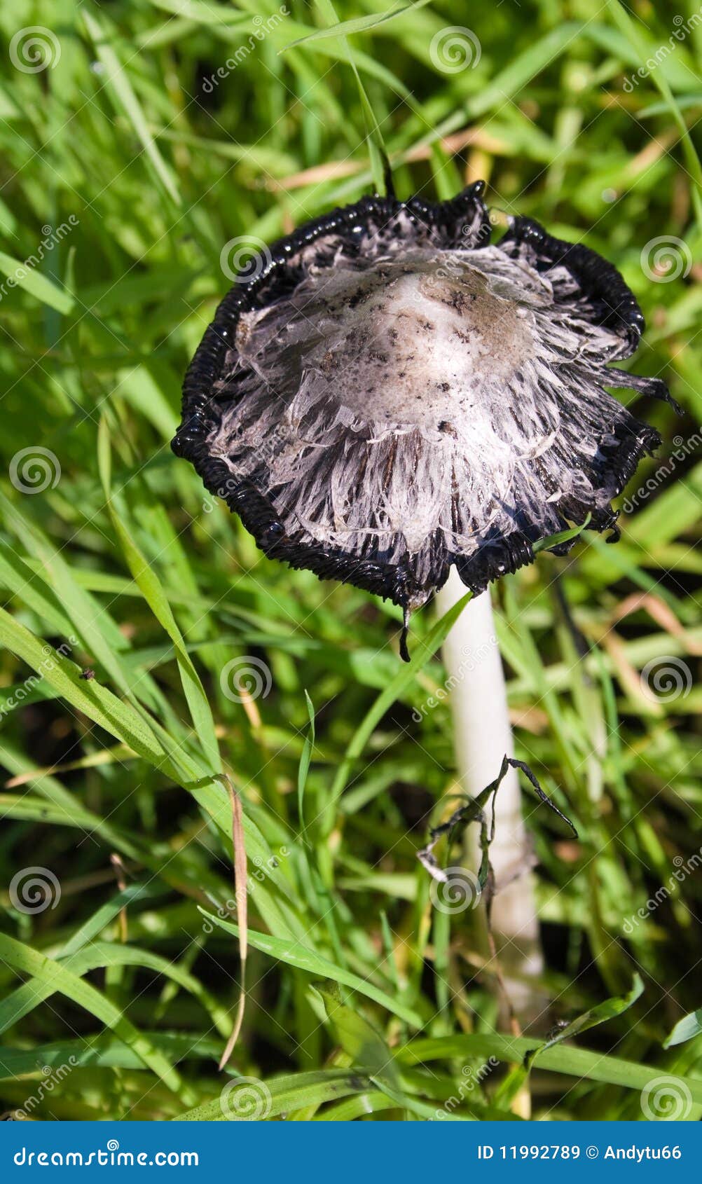 big hallucinogen mushroom