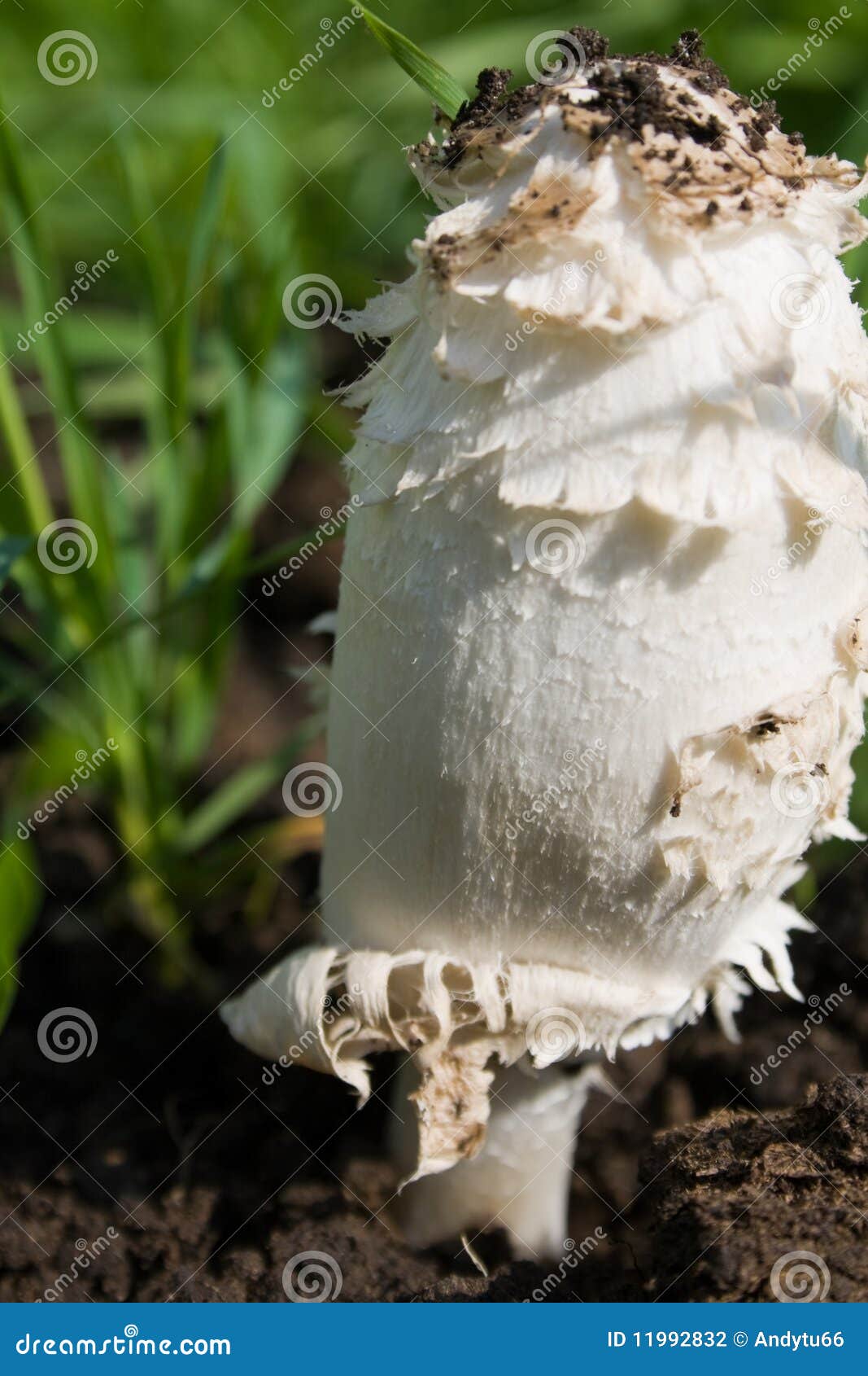 big hallucinogen mushroom