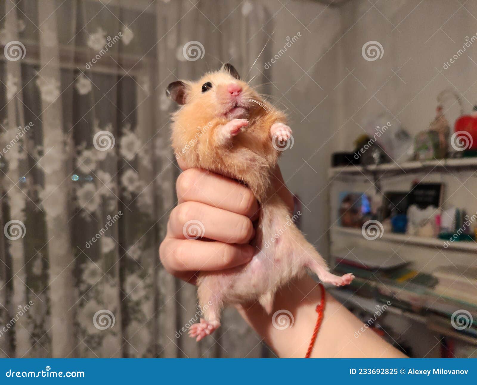 large hamster