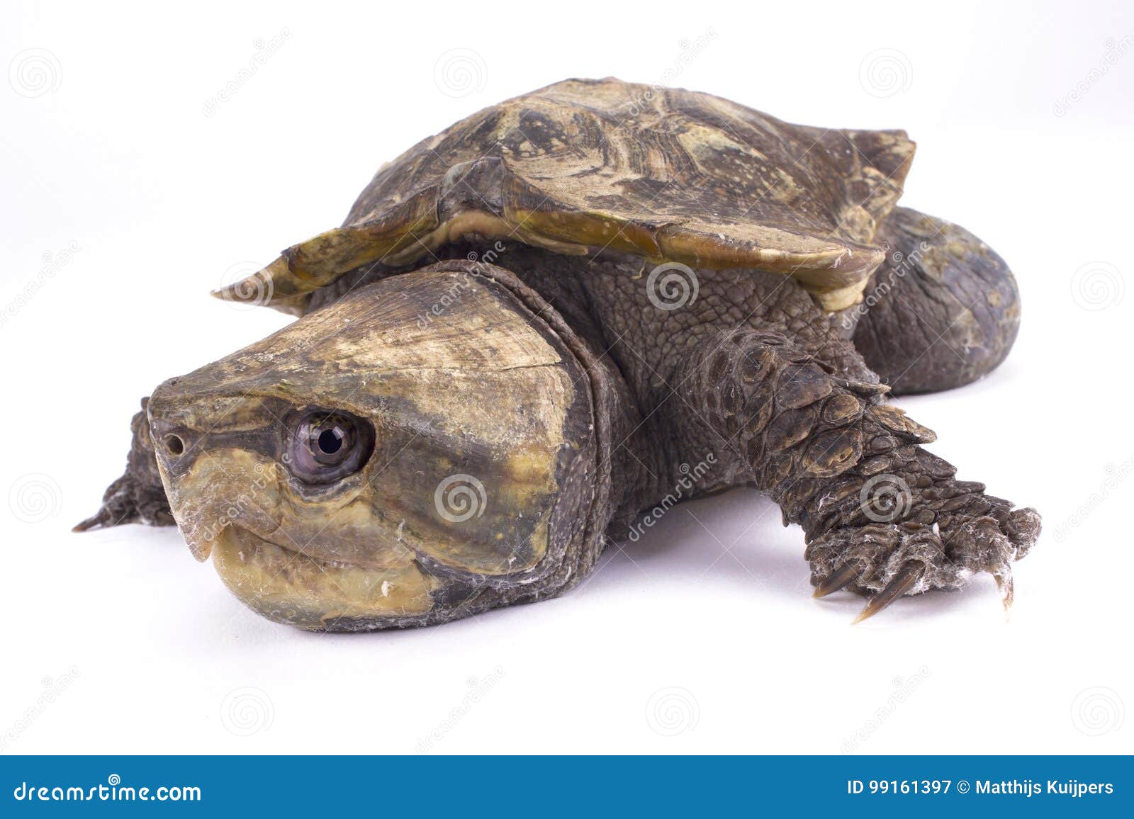 Turtle & X22;Platysternon Megacephalum& X22; On A White Background,Is A ...