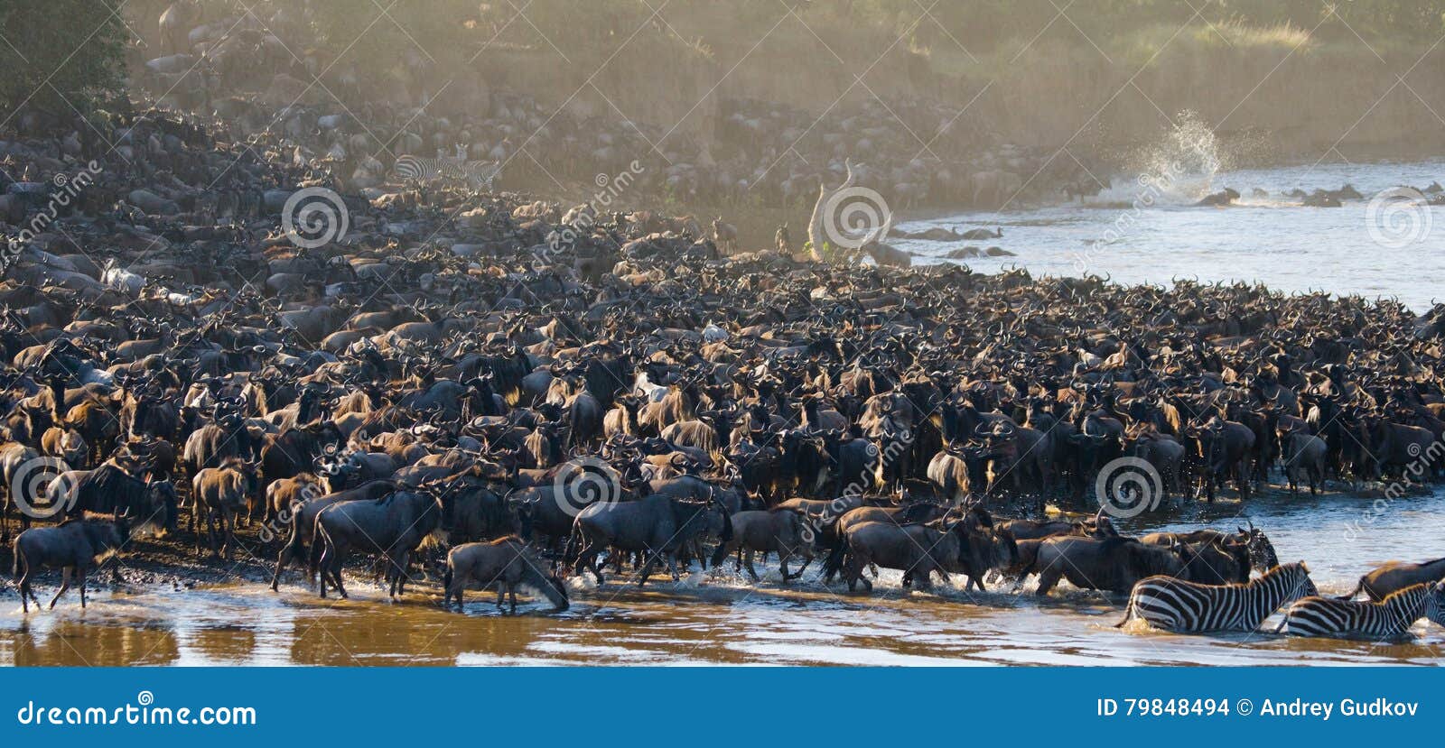big herd of wildebeest is about mara river. great migration. kenya. tanzania. masai mara national park.