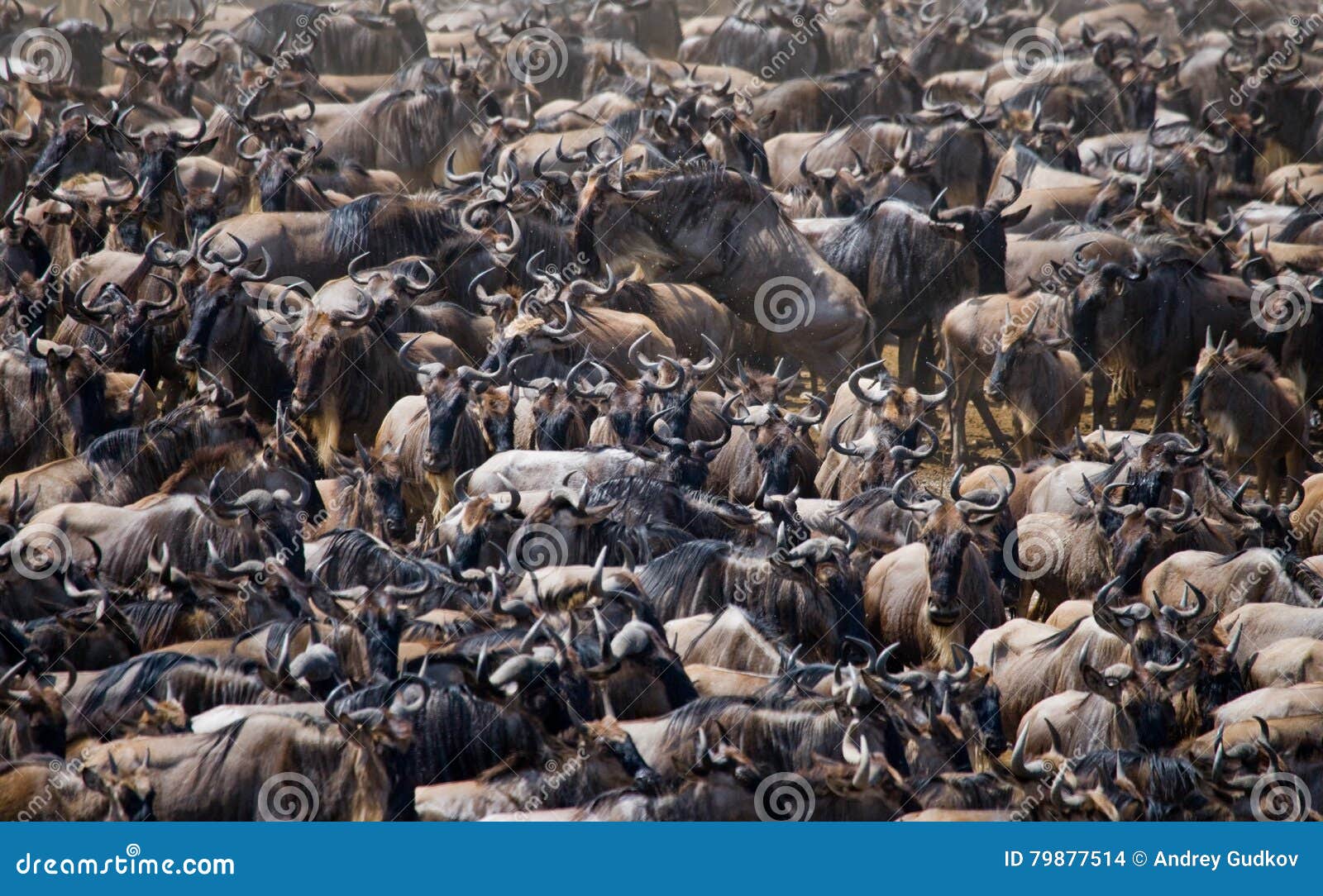 big herd of wildebeest in the savannah. great migration. kenya. tanzania. masai mara national park.