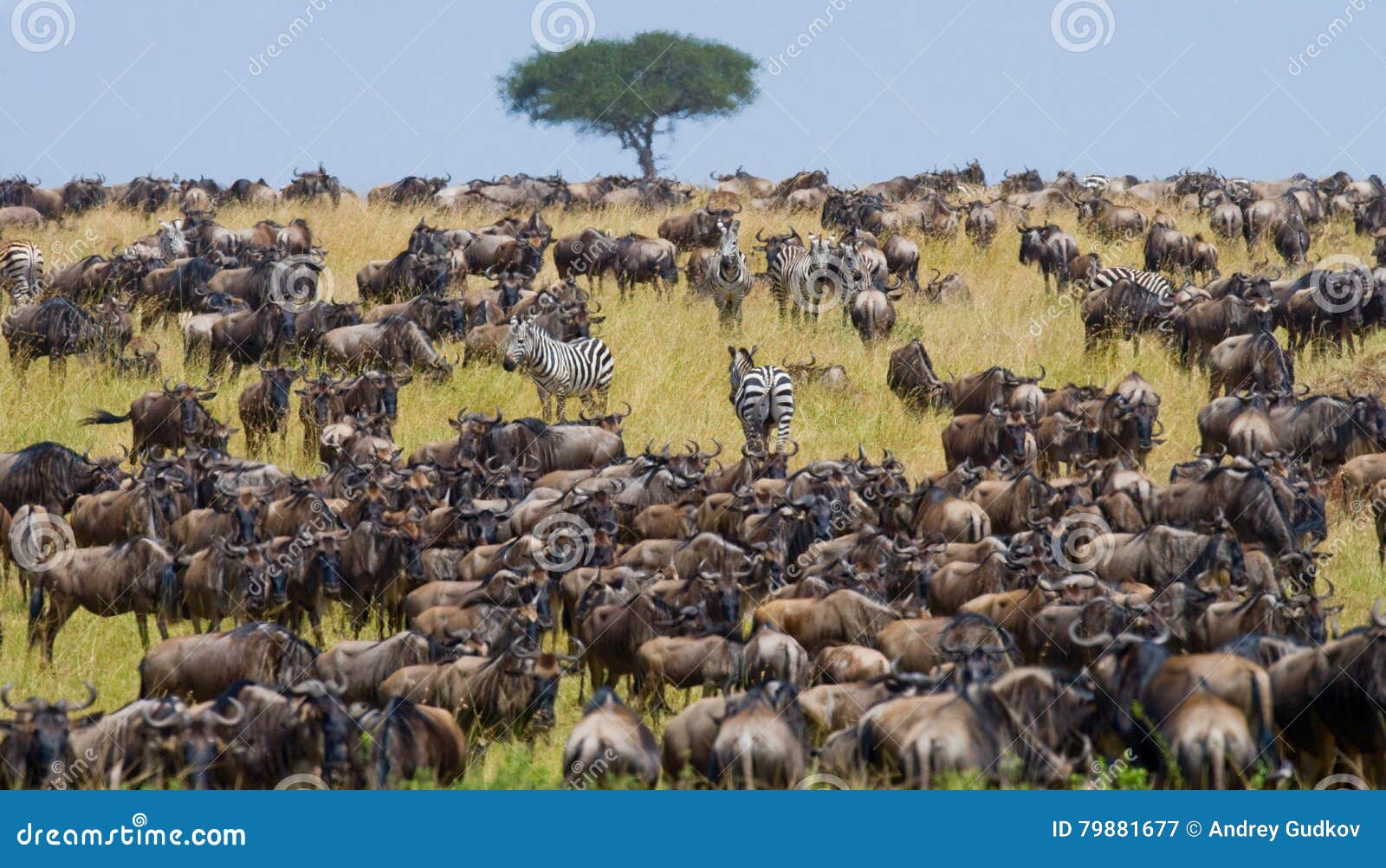 big herd of wildebeest in the savannah. great migration. kenya. tanzania. masai mara national park.