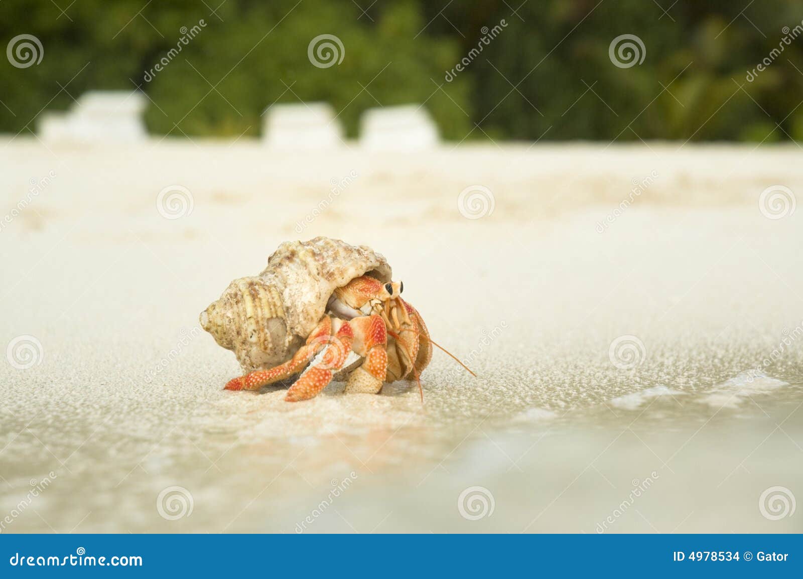 9+ Thousand Crawling Crab Royalty-Free Images, Stock Photos & Pictures