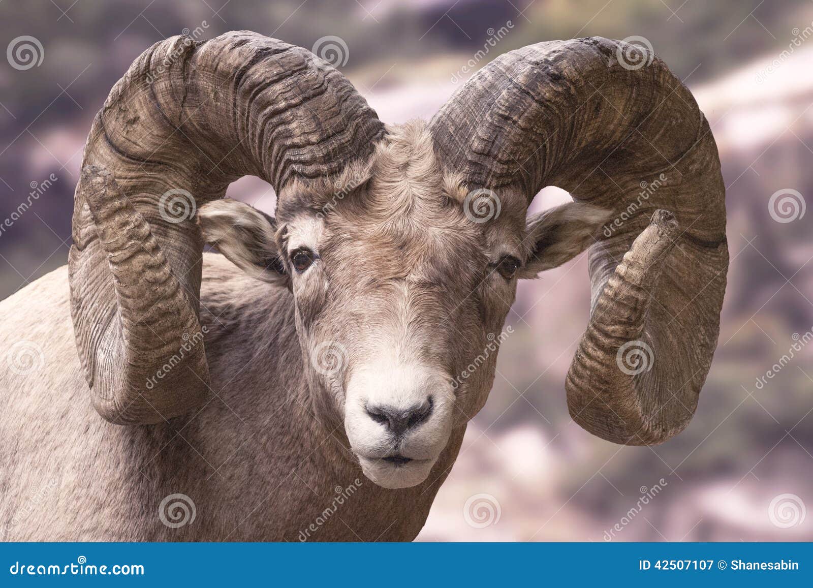big horn sheep