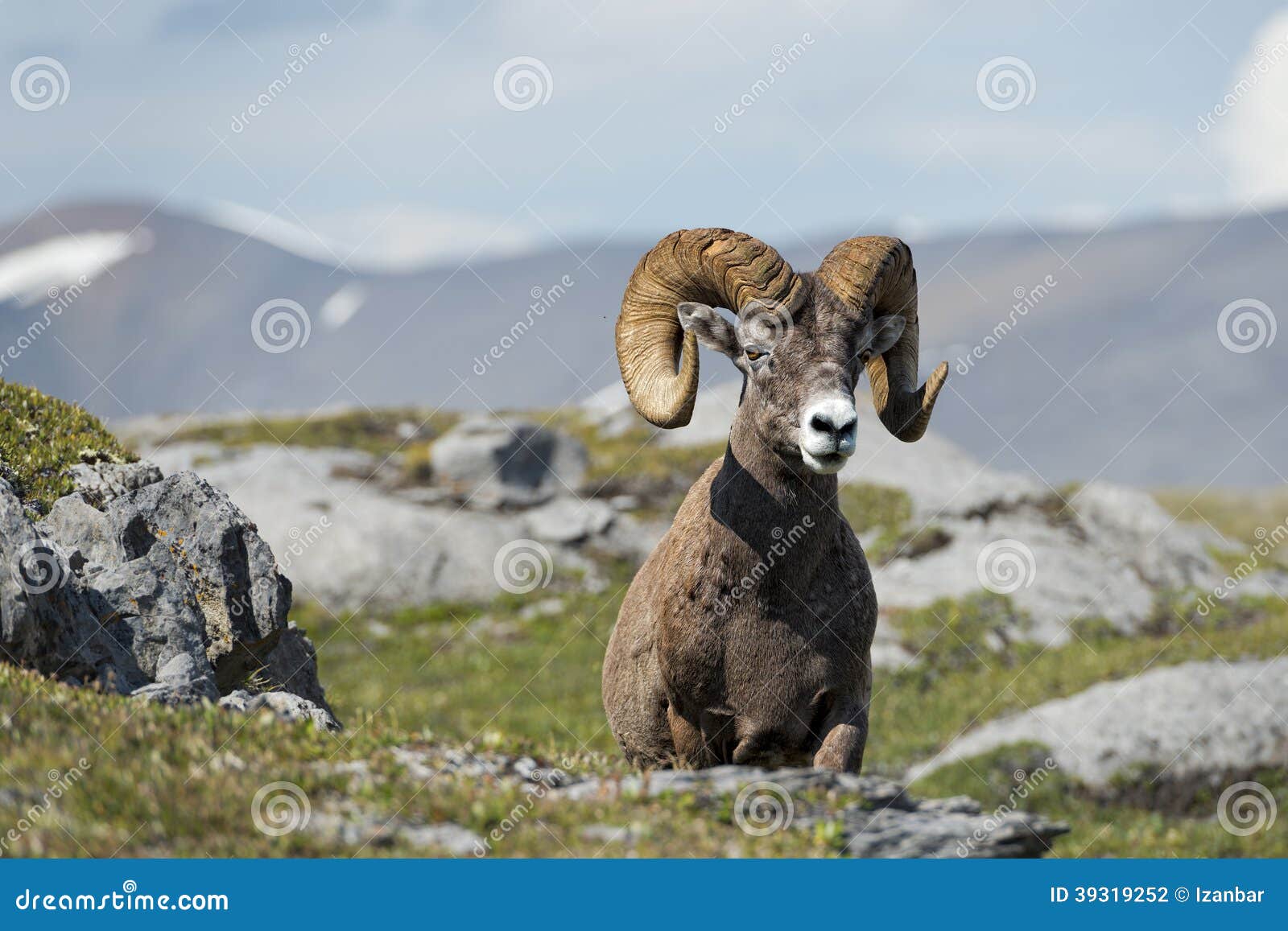 big horn sheep portrait while looking at you
