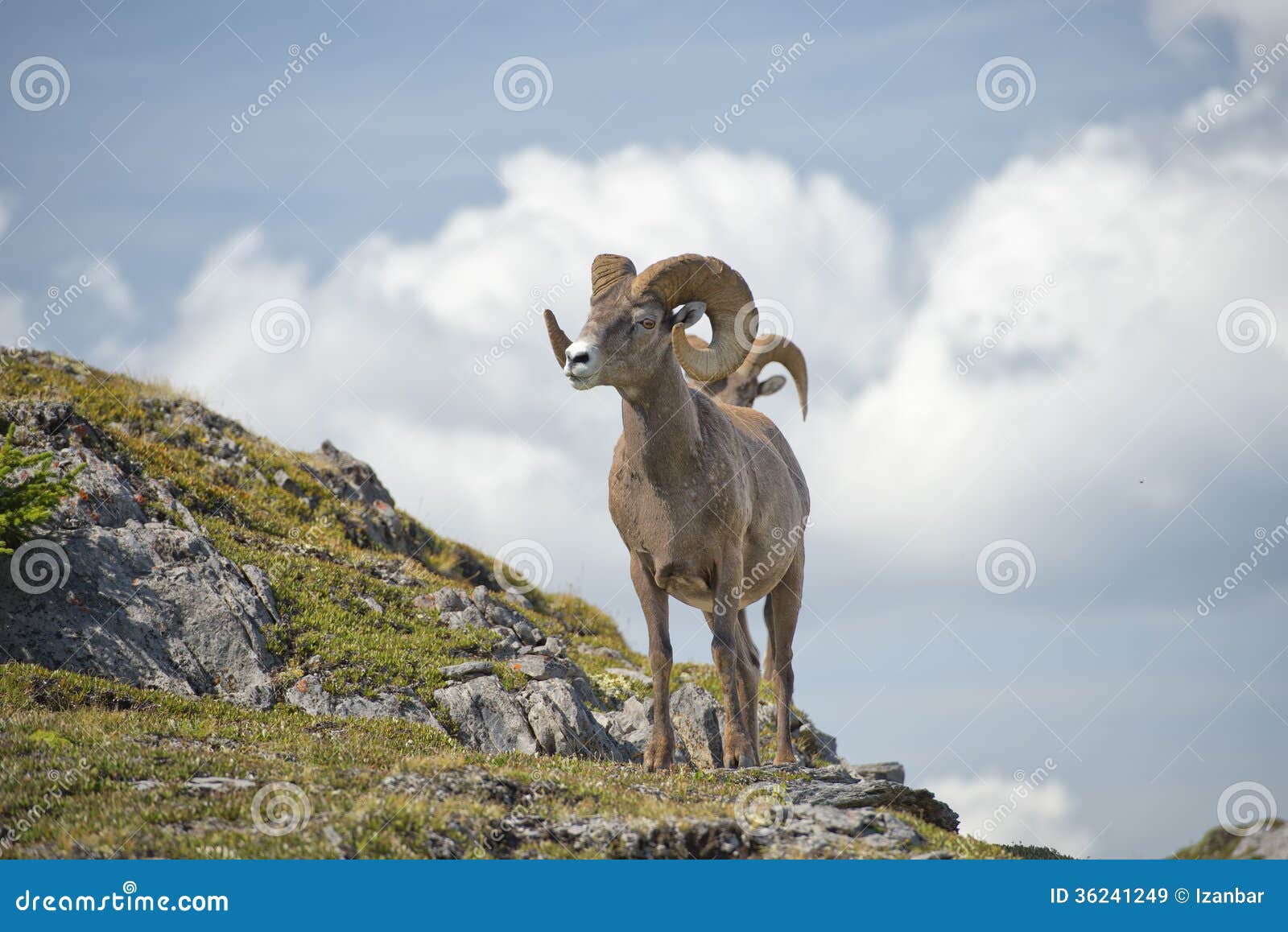 big horn sheep portrait