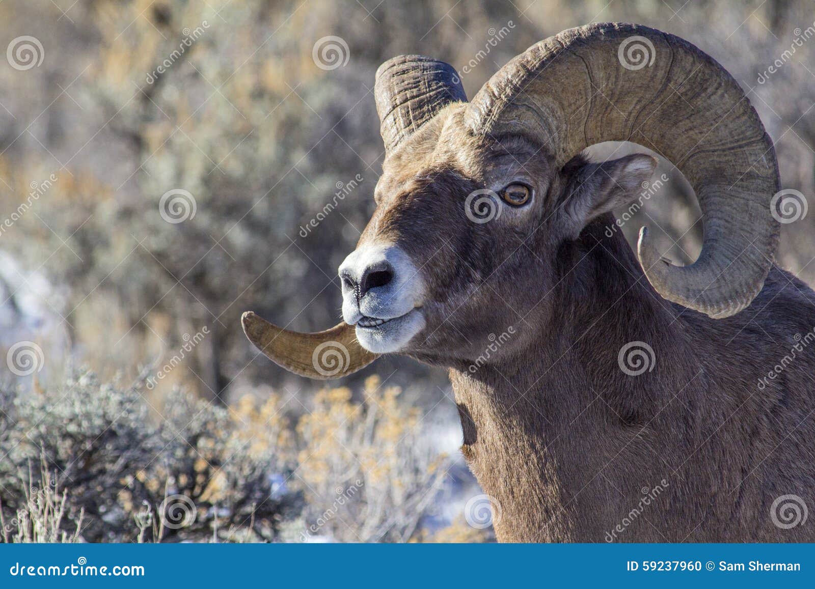big horn sheep ram