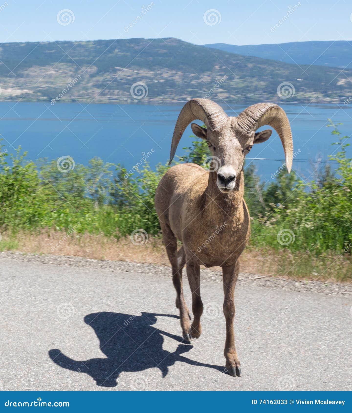 A wild, male big horn sheep runs near Okanagan Lake in British Columbia, Canada.