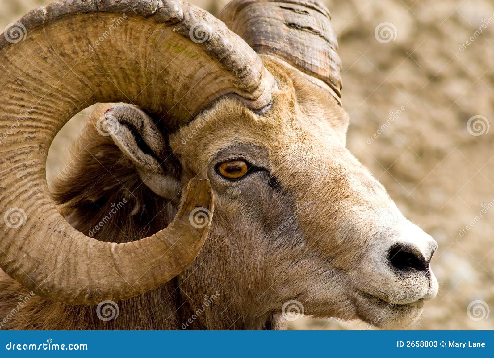 Big Horned Mountain Sheep stock image. Image of animal - 2658803