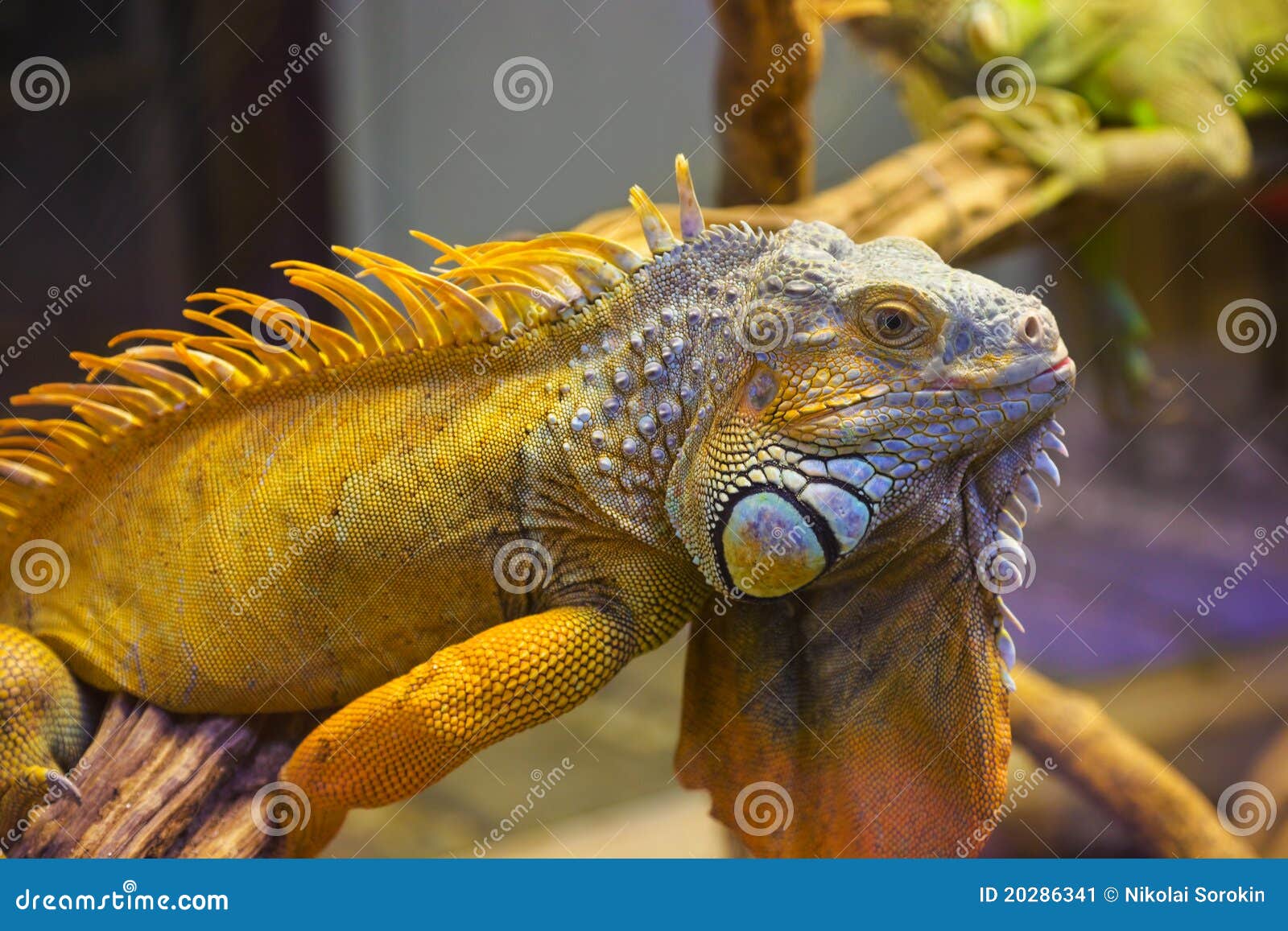 Big Iguana Lizard in Terrarium Stock Image Image of beauty