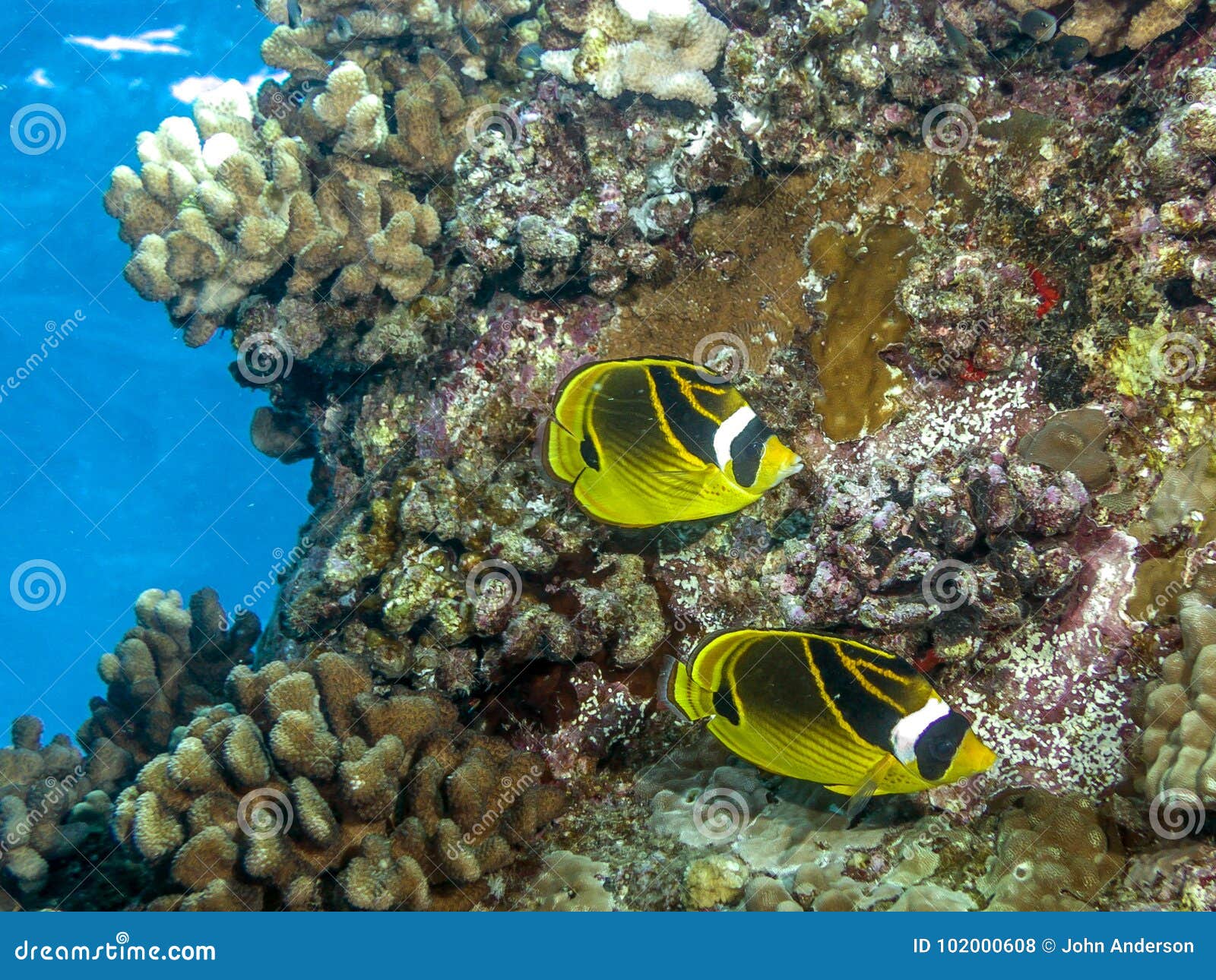 raccoon butterflyfish ,chaetodon lunula