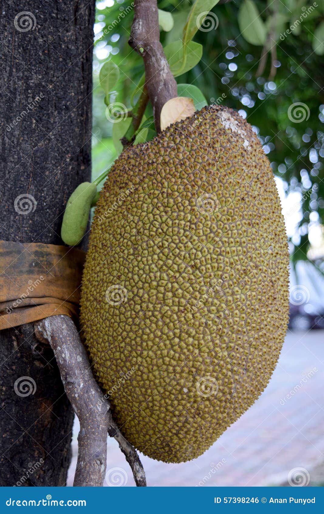 The Big Jackfruit is Ripe on Tree Stock Photo Image of background, thai 57398246