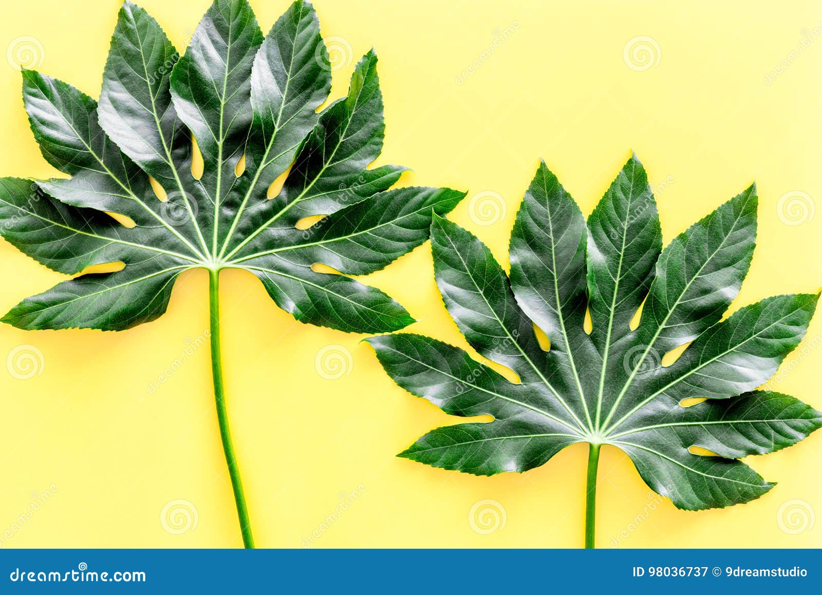 Big Jungle Leaves on Yellow Background Top View Stock Image Image of