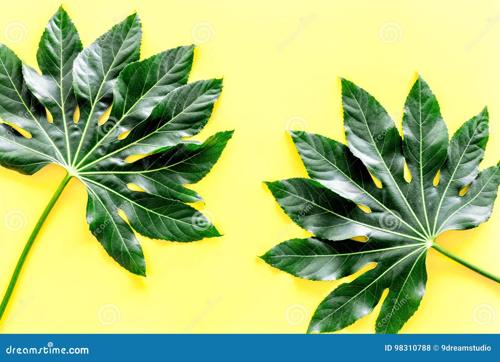 Big Jungle Leaves on Yellow Background Top View Stock Photo Image of