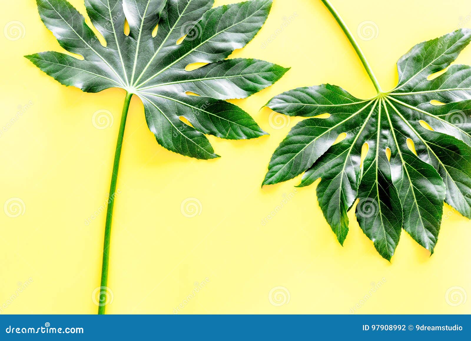 Big Jungle Leaves on Yellow Background Top View Copyspace Stock Photo