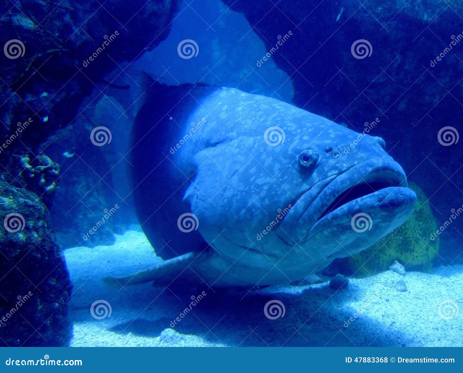 The Big Kahuna stock photo. Image of conservation, life 47883368