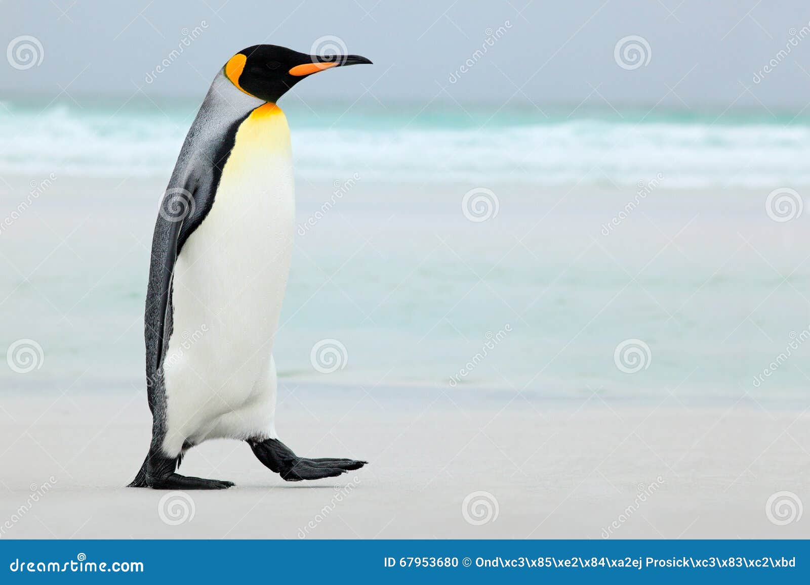 big king penguin going to blue water, atlantic ocean in falkland island, coast sea bird in the nature habitat