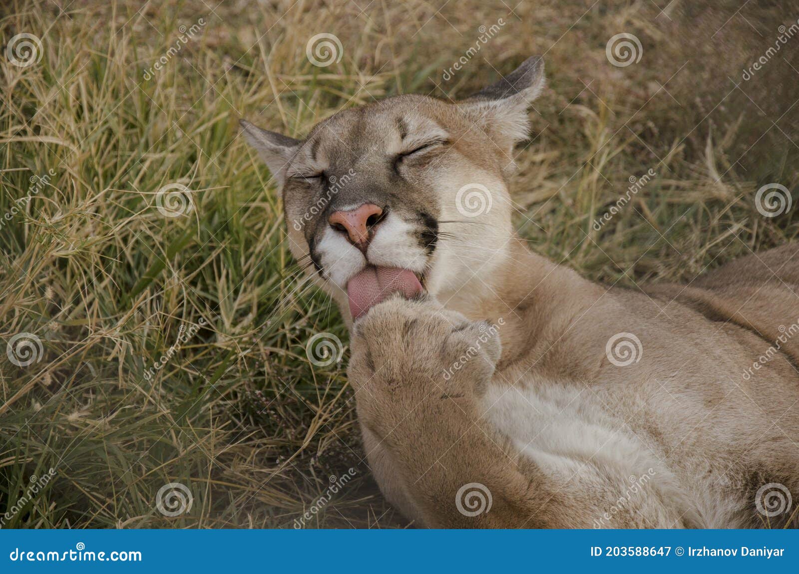 Big Kitty Puma Licking Her Paw Stock Image - Image of claw, furries:  203588647