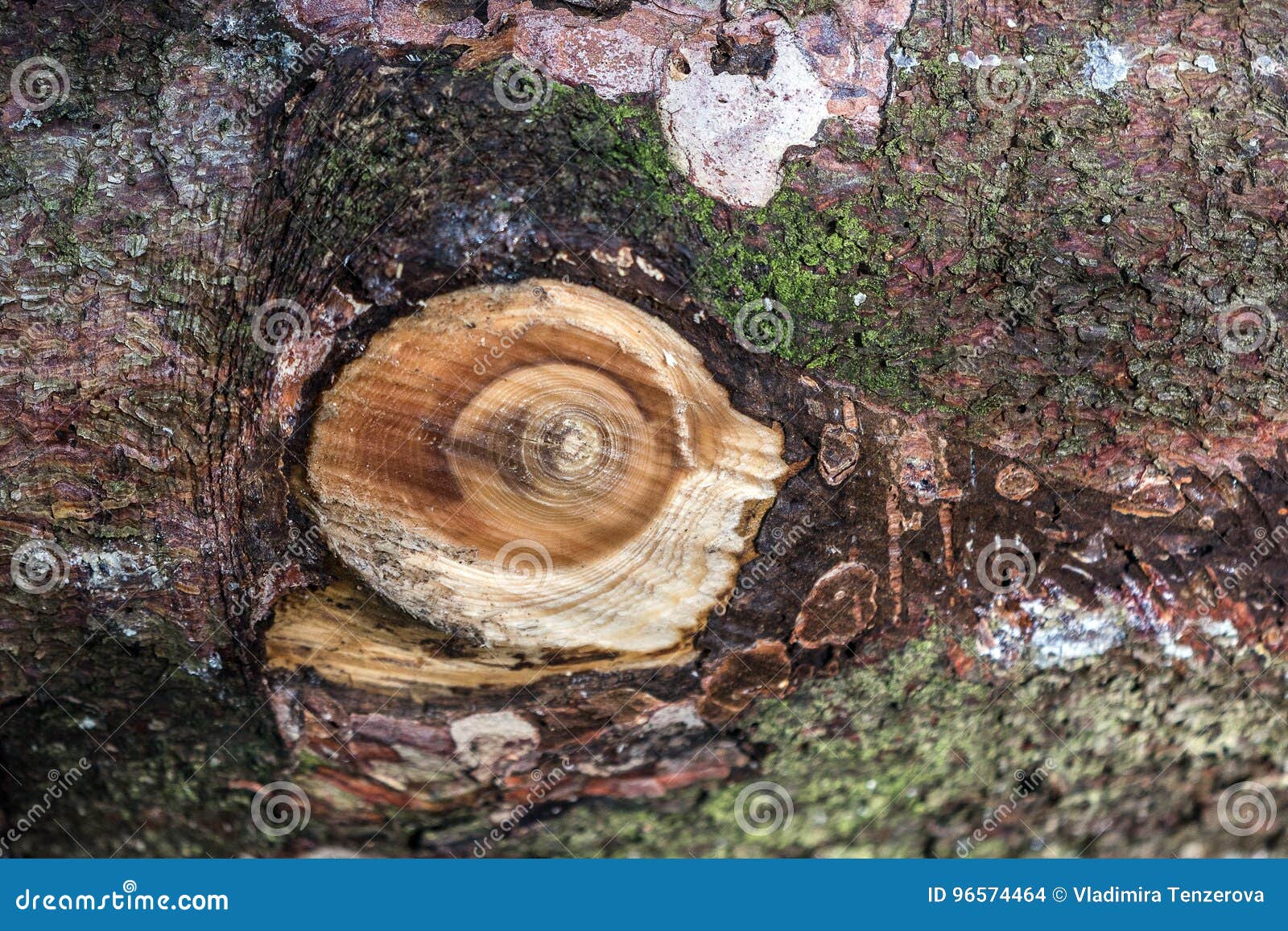 A Big Knot on a Felled Tree Trunk Stock Photo Image of woodpile