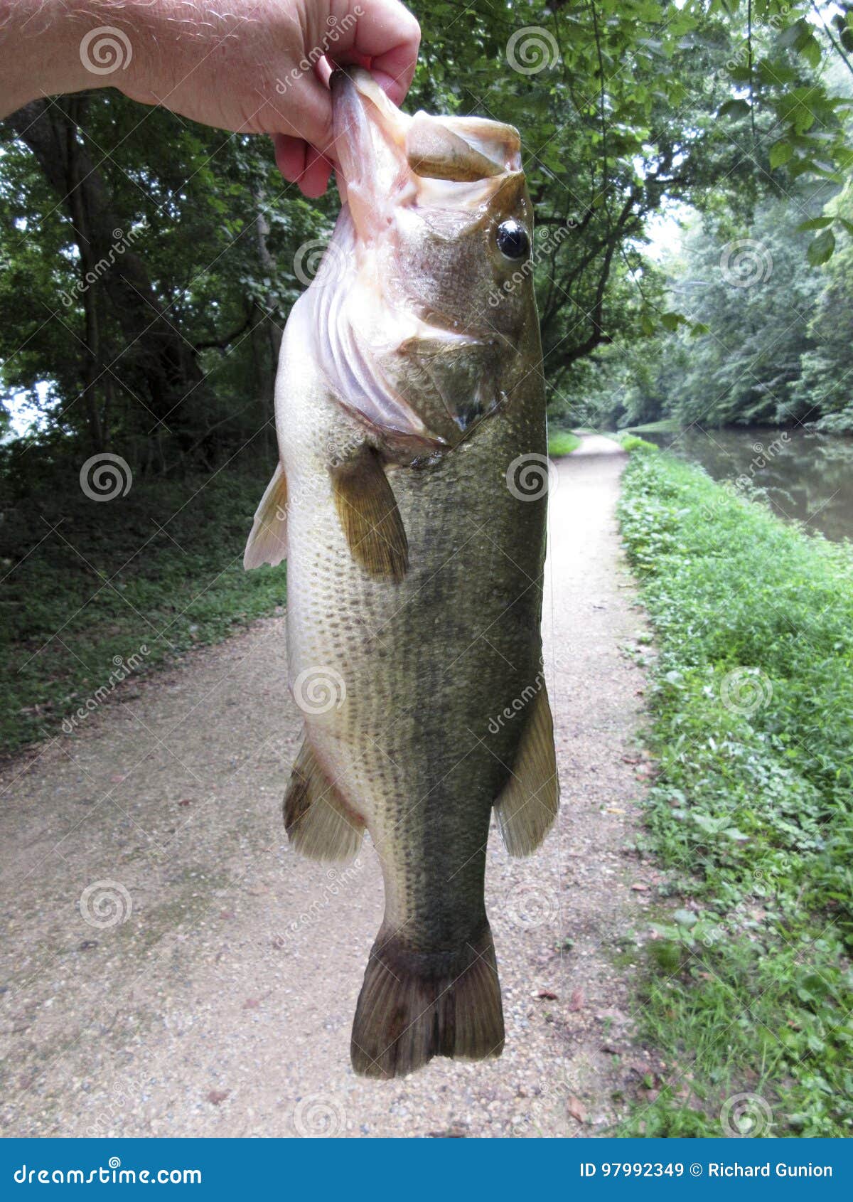 Big 5-6 Lb Bass from the C&O Canal Stock Image - Image of catch