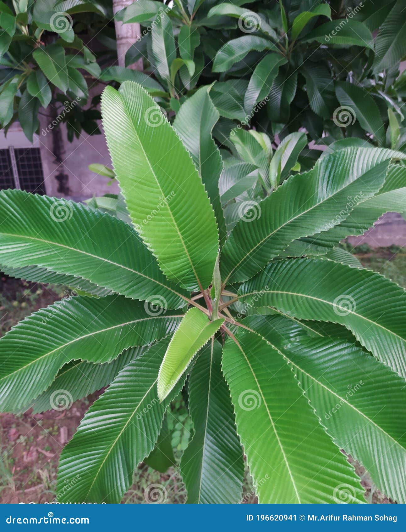 Sour Green Plum, The Most Wonderful And Mouth Watering Sour Plums, Sour