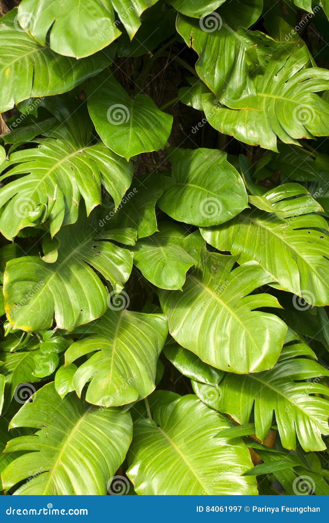 Big leaves stock image. Image of large, taro, nature 84061997