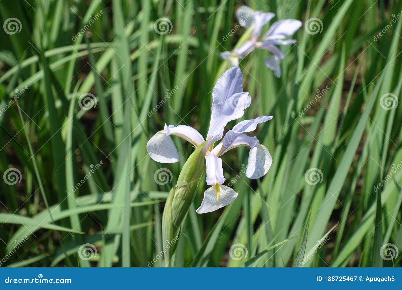 Big Light Violet Flower of Iris in Spring Stock Image Image of lilac
