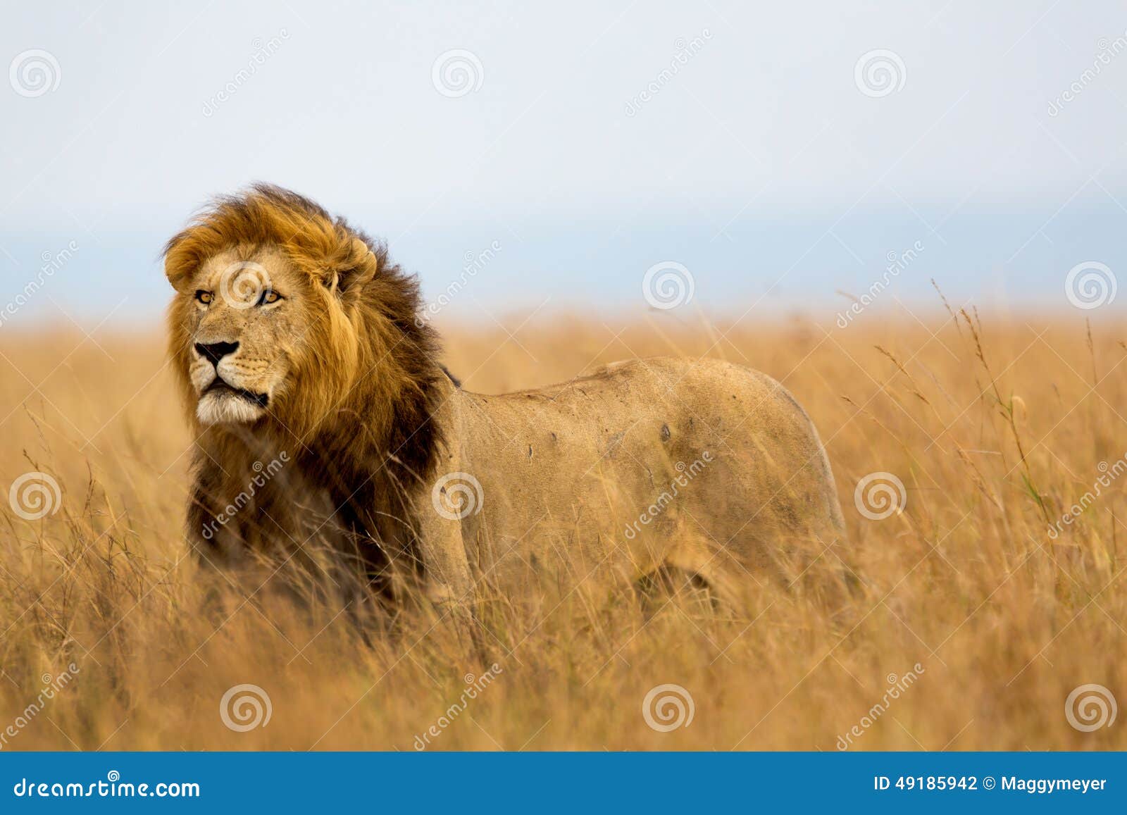 big lion caesar in masai mara