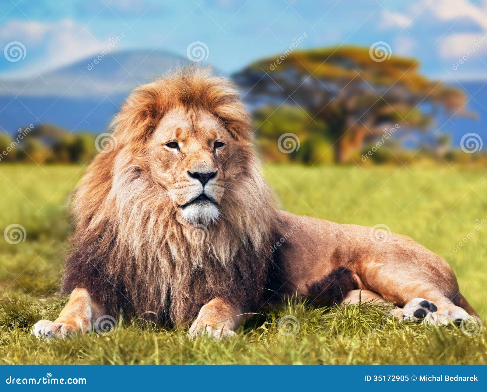 big lion lying on savannah grass