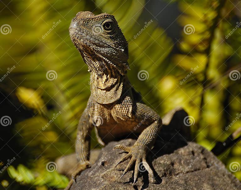 Big Lizard in Australia stock photo. Image of australia 13326466