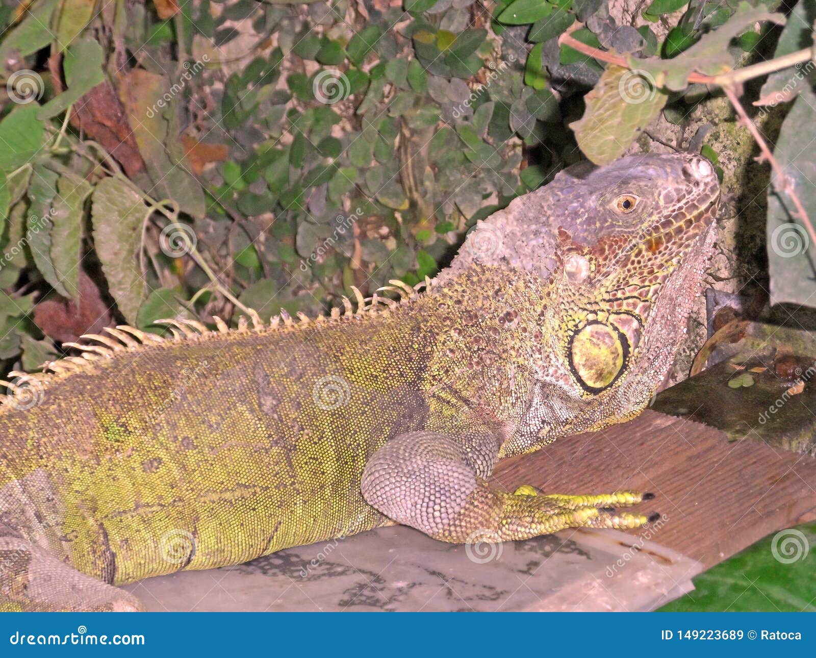 Big lizard photo detail stock image. Image of detail 149223689
