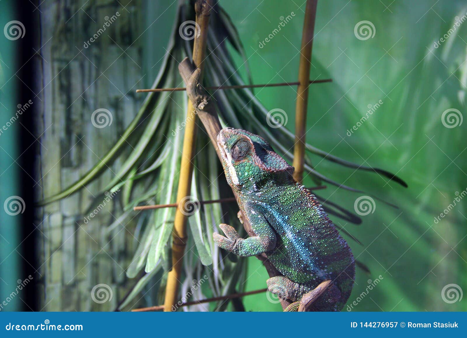 Big lizard in terrarium stock image. Image of herbivorous 144276957