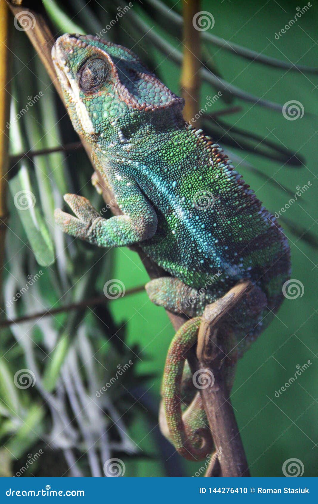 Big lizard in terrarium stock photo. Image of closeup 144276410