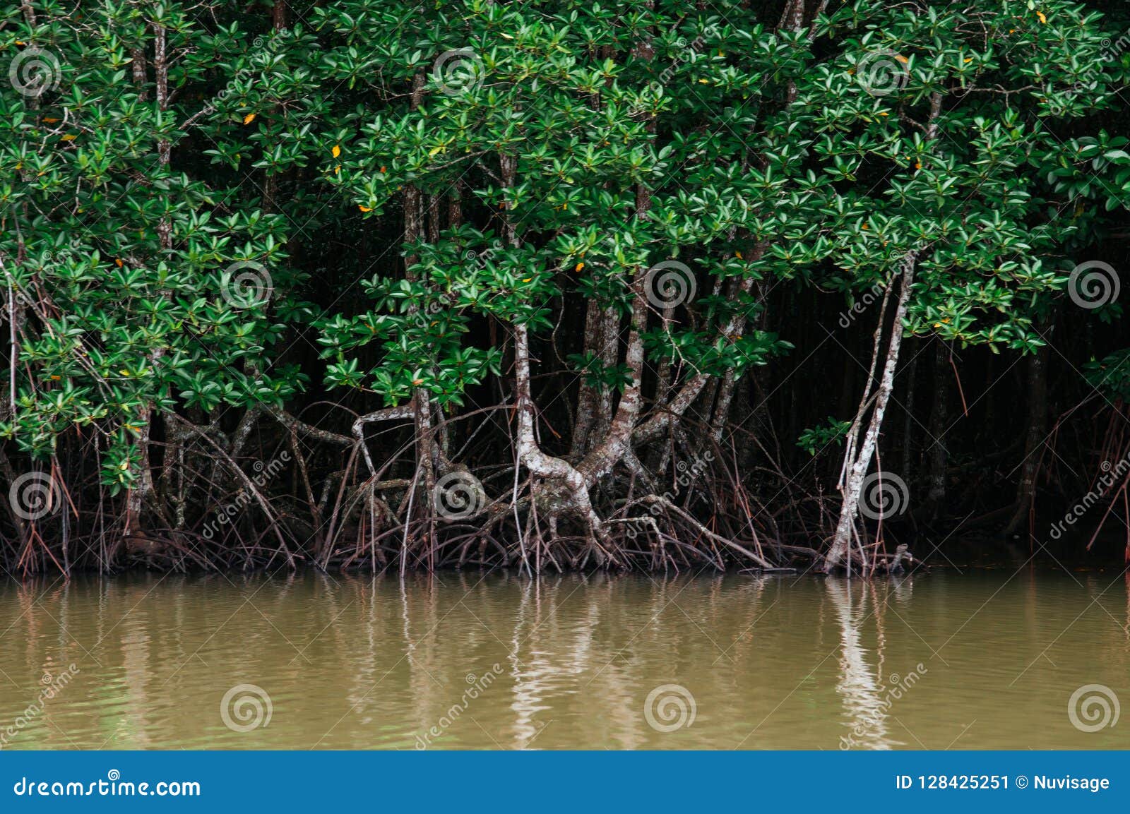 Big Magle Tree In Thailand Tropical Mangrove Swamp Forest Lush E Stock