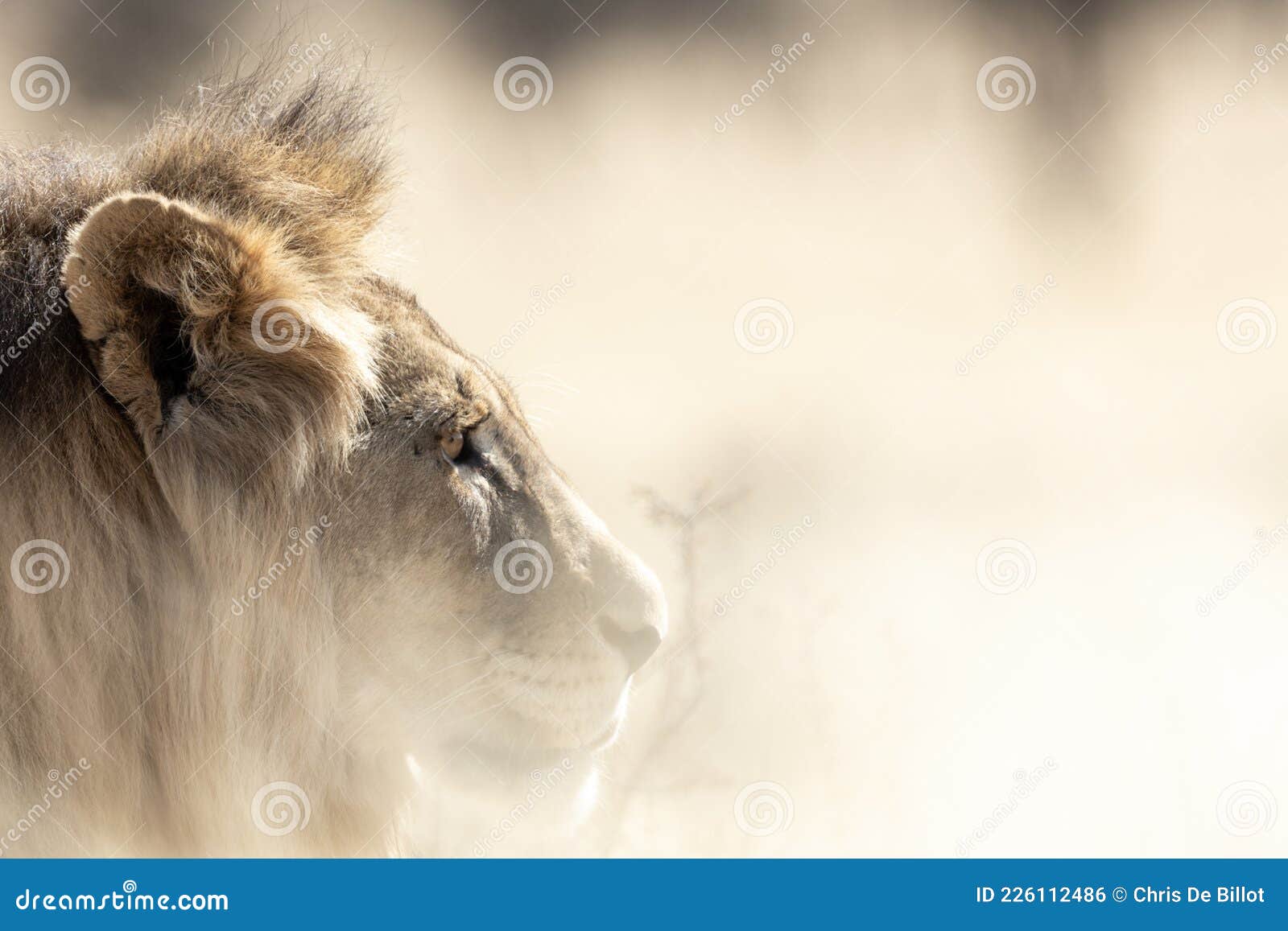 Big Main Male Lion In The Kgalagadi Stock Photo Image Of Caracal Main