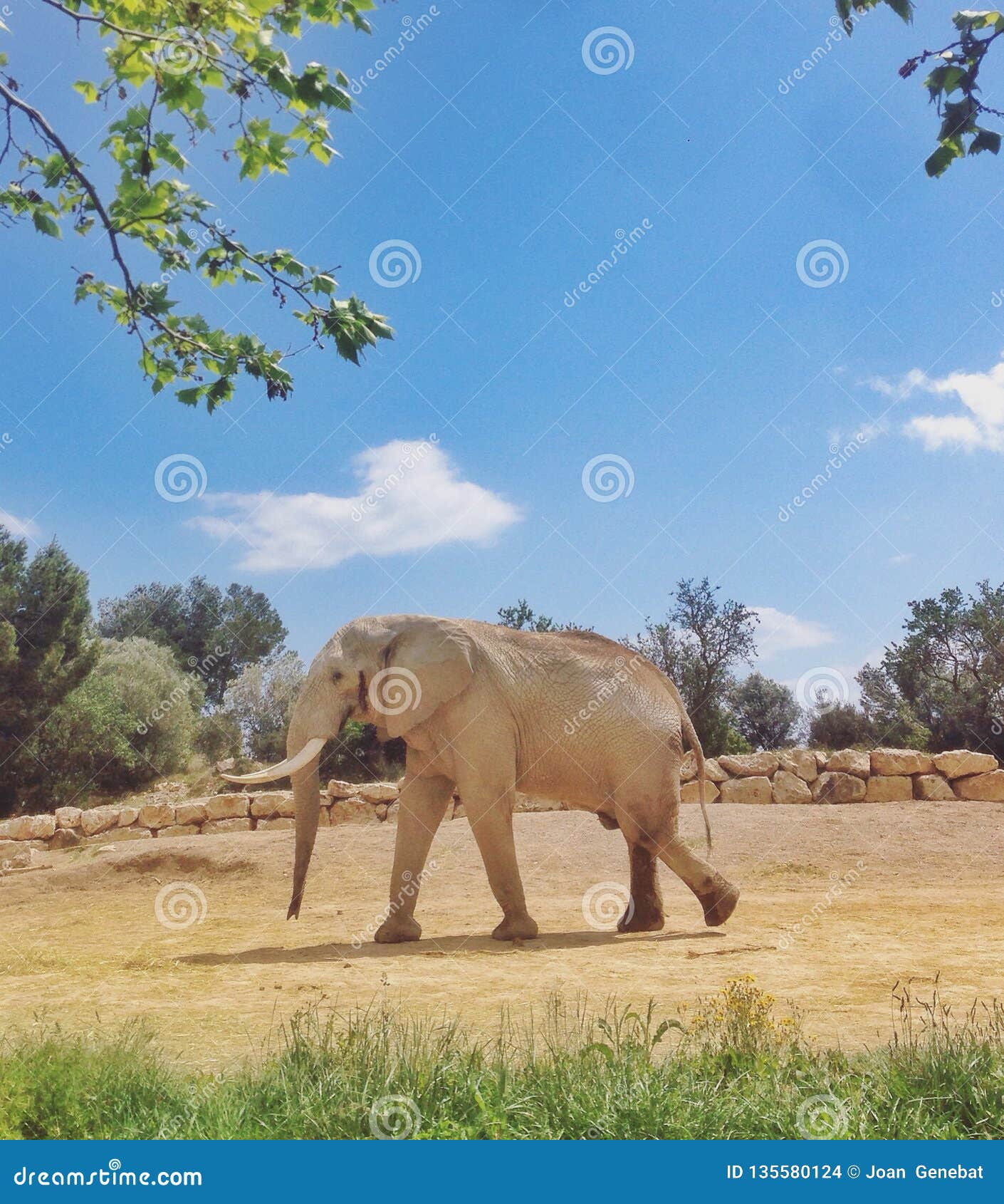 male elephant in the sigean african reserve