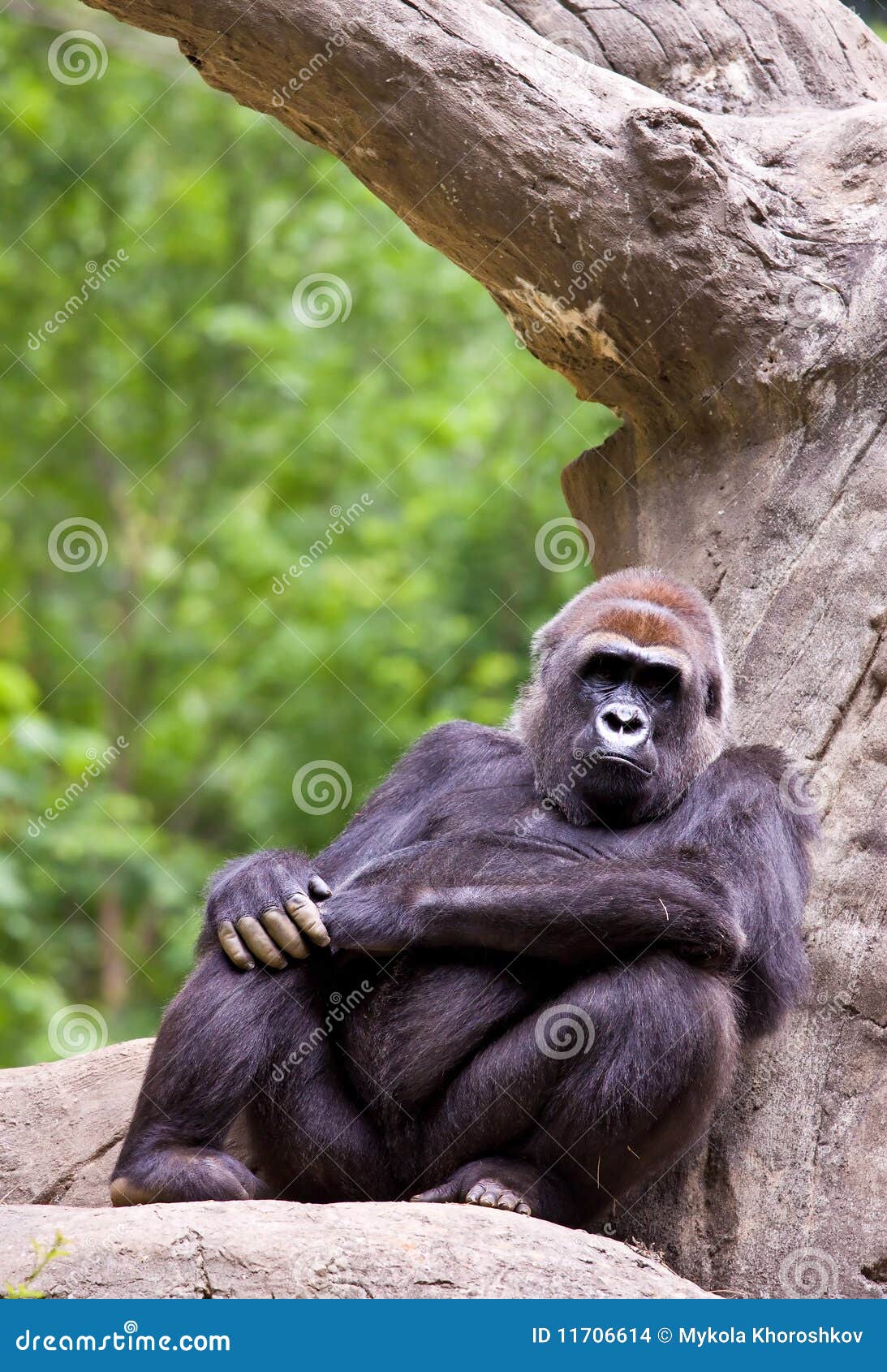 Big male gorilla stock photo. Image of africa, monkey - 11706614