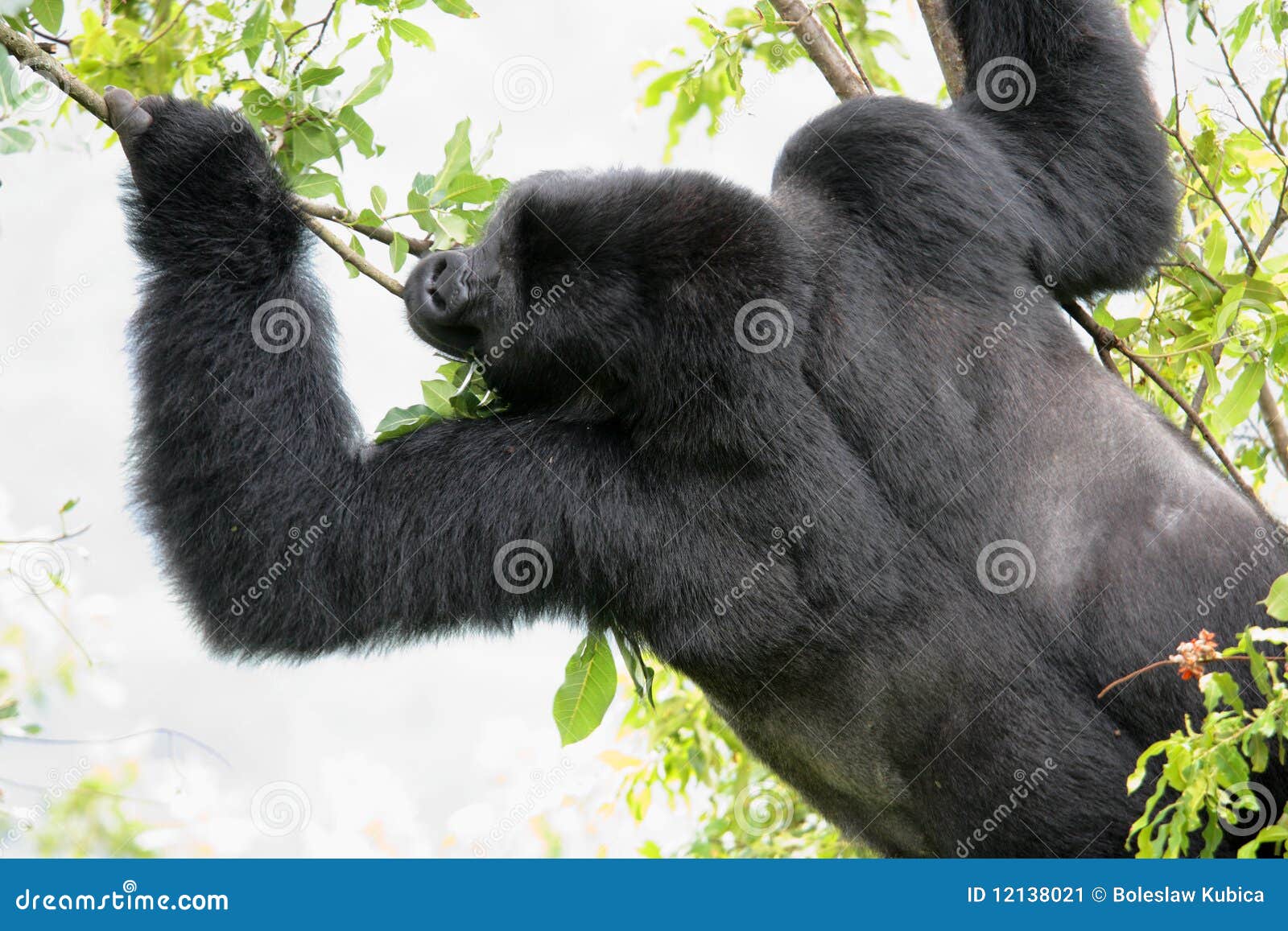 Big male gorilla stock image. Image of black, gorilla - 12138021