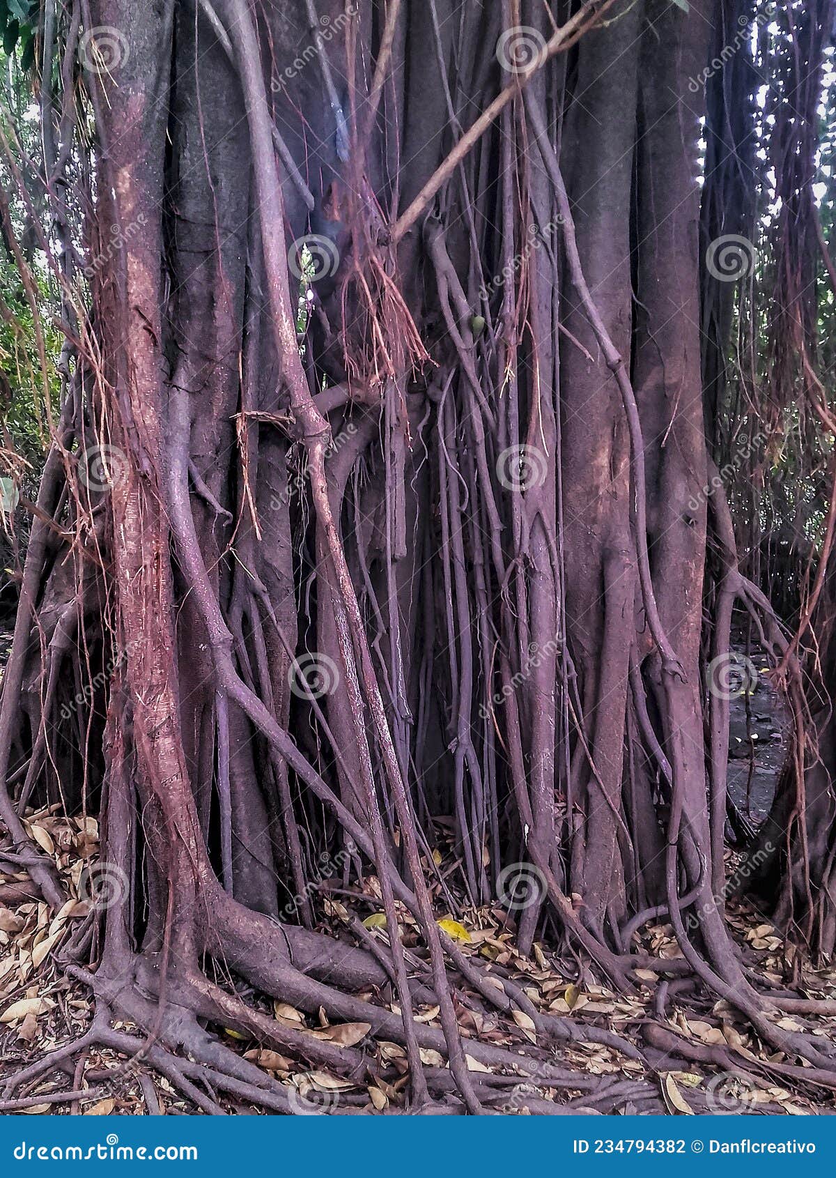 manglar tree, guayaquil, ecuador