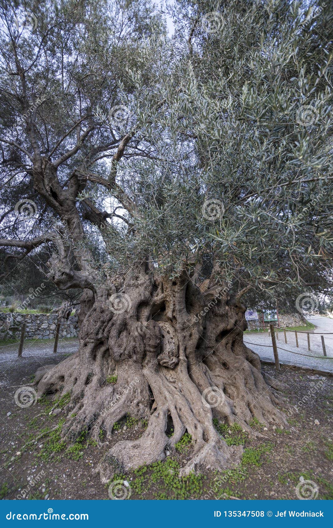 big millenary olive tree near the antique city of azoria