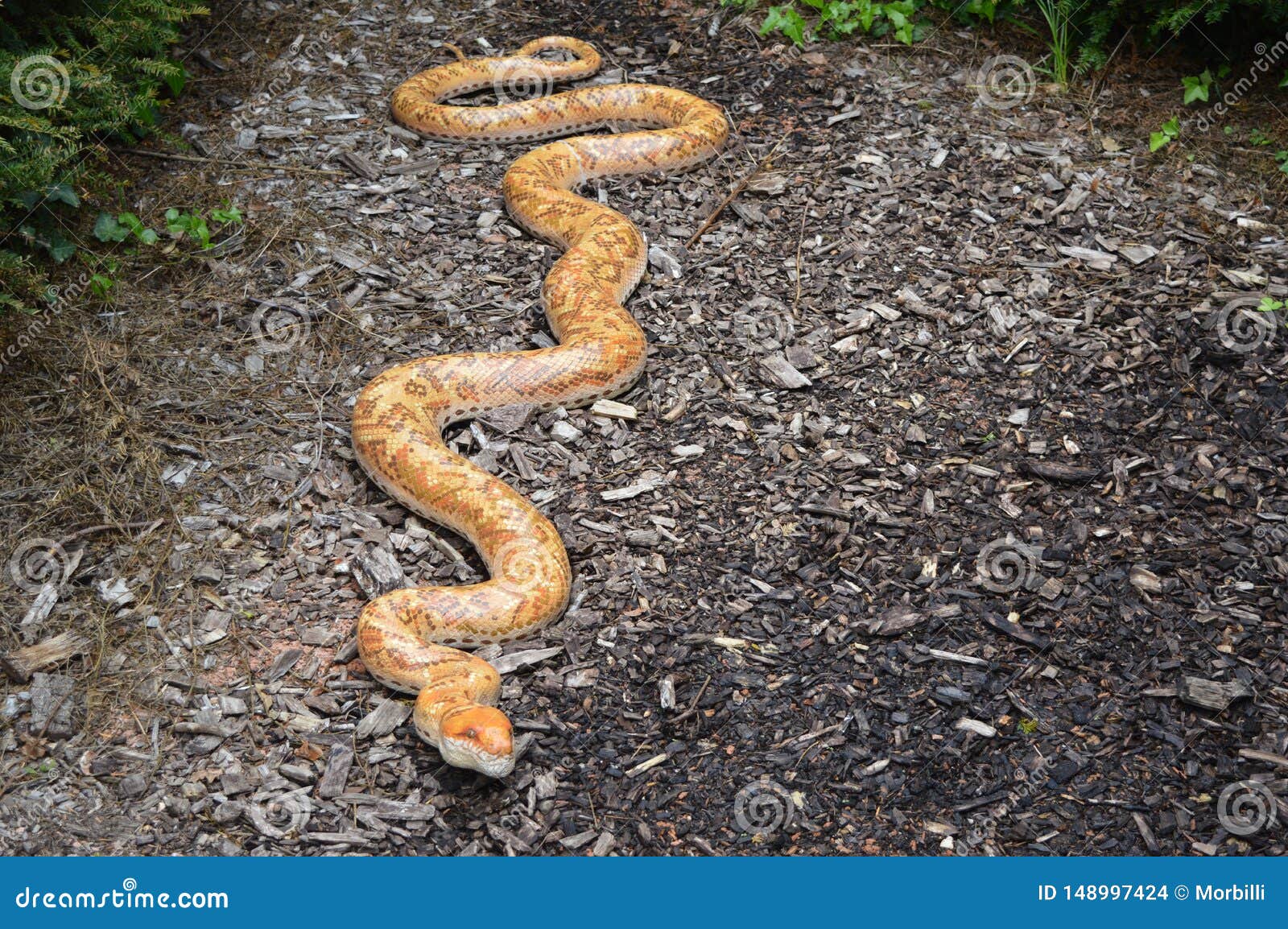 Big Model Of Orange Snake Crawling On The Floor Stock Photo Image Of big-model-of-orange-snake-crawling-on-the-floor-stock-photo-image-of
