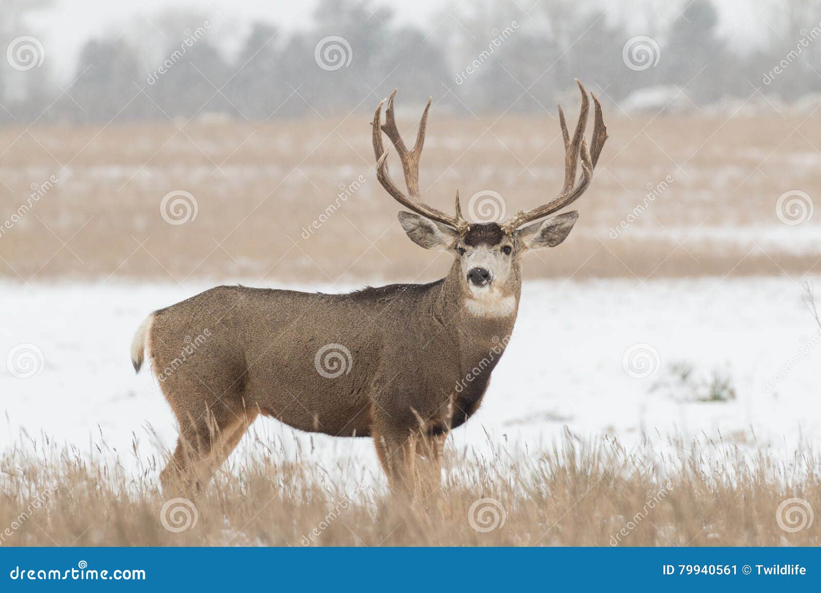 Big Mule Deer Buck stock image. Image of mule, nature - 79940561