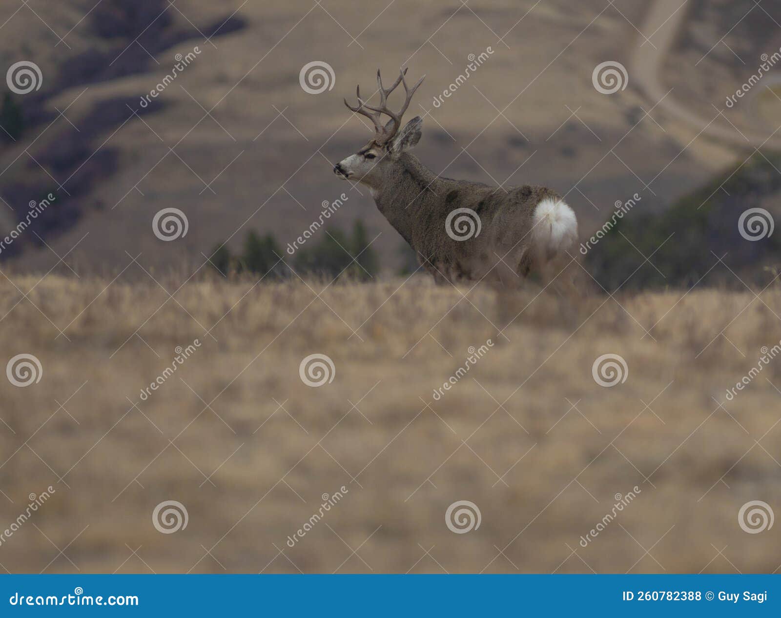 Big Mule Deer In Montana Stock Photo Image Of Male 260782388 big-mule-deer-in-montana-stock-photo-image-of-male-260782388