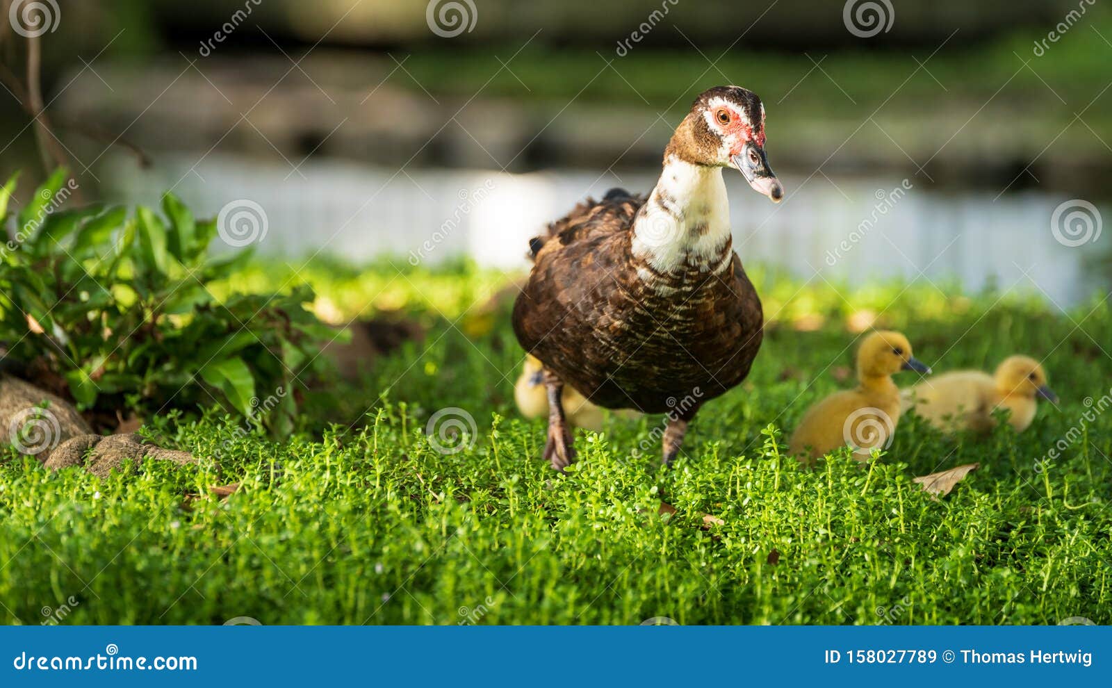 Big Muscovy Duck with Young Chickens Stock Image Image of chickens