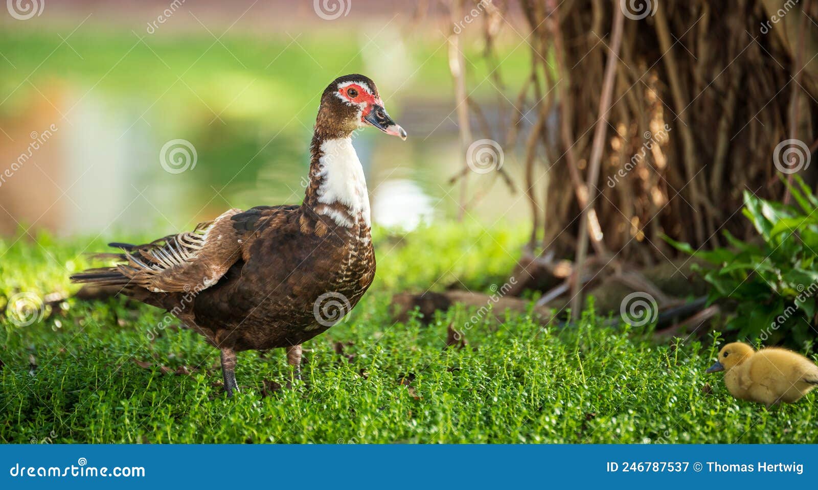 Big Muscovy Duck with Young Chickens on Green Grass Stock Image Image