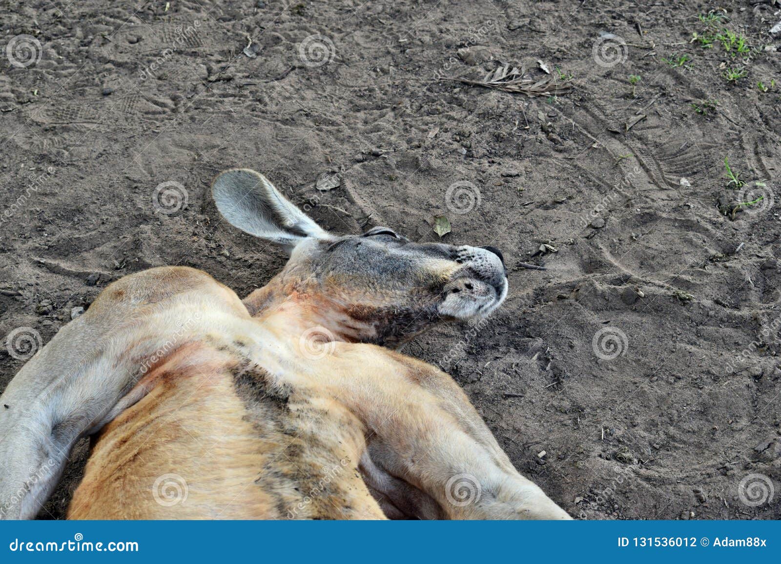 Big Muscular and Funny Wild Red Kangaroo Sleeping on the Ground in