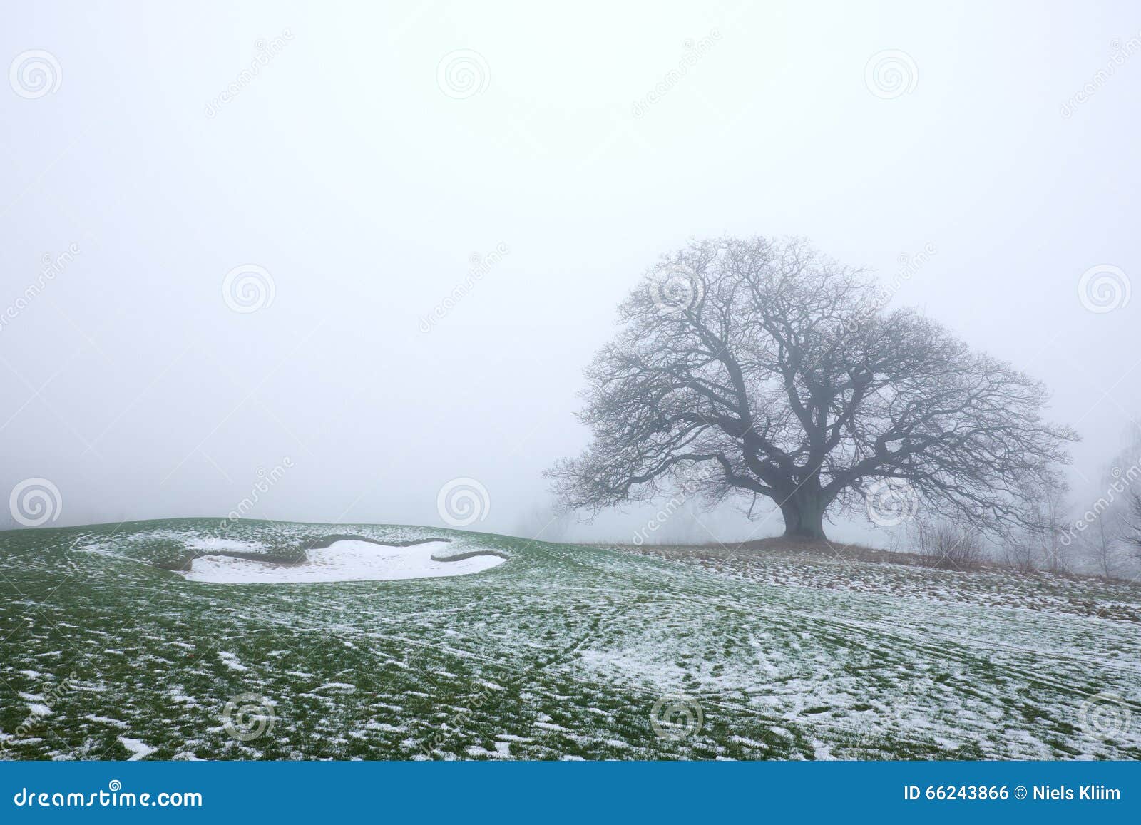 Winter, Snow, Tree, Freezing Picture. Image: 95623078