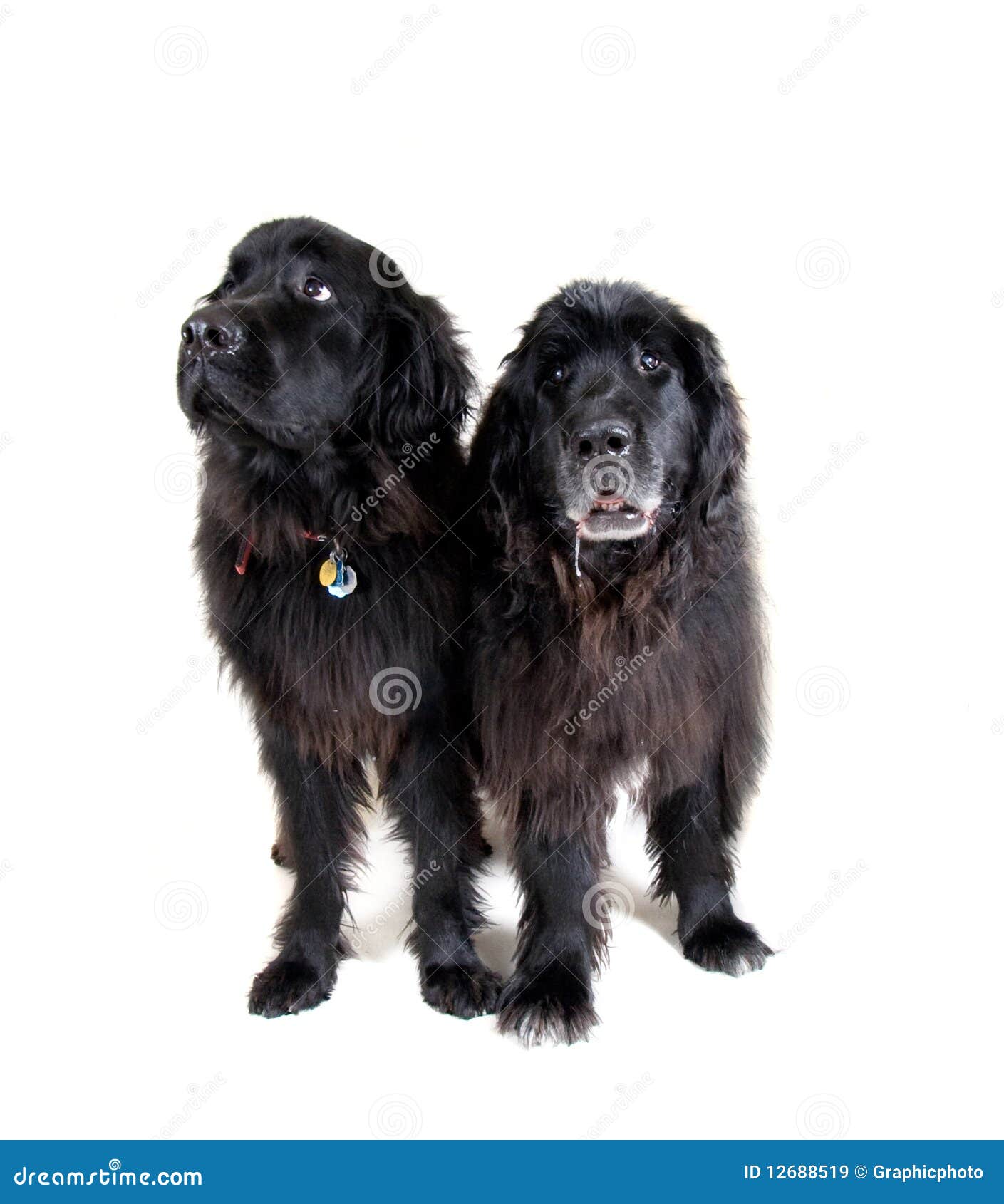 Big newfoundlands stock image. Image of giant, background 12688519