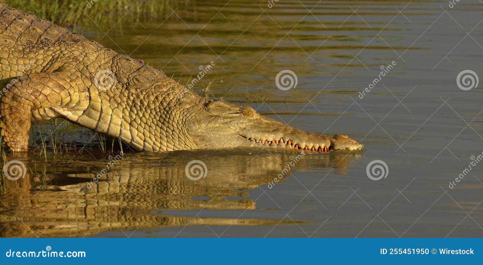 Big Nile Crocodile Getting into the Water in Africa Stock Photo Image of wild, scales 255451950